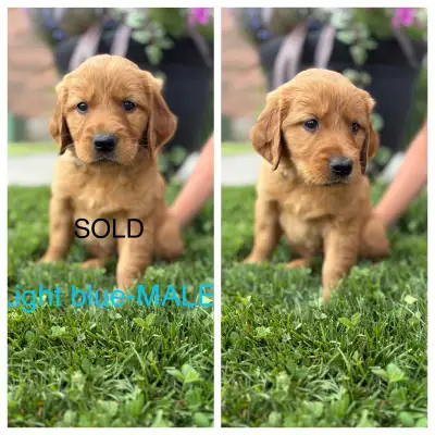 Red Golden Retrievers - Pure Bred , View more
