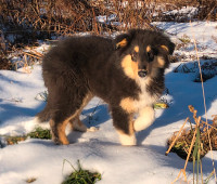7.5 month old male Scotch Collie pup