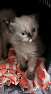 Make your house a home with a RAGDOLL HIMALAYAN KITTEN