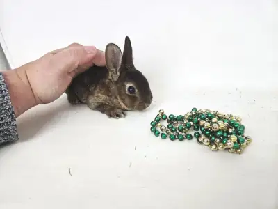 Bonjour, Nous avons des petits bébés lapins mini-rexs purs race de disponibles à la réservation et d...