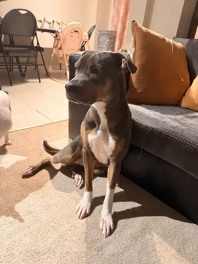 Doggo mix, View more