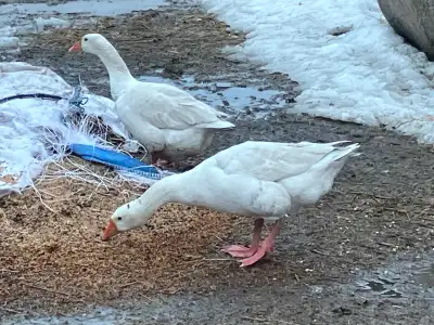 geese pairs for sale, View more