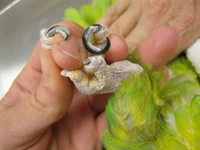 Pet bird grooming ( nails/ beak/ wings/ dna/ boarding)