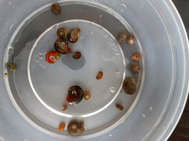 Snails as feeders or cleanup crew ramshorn in Fish for Rehoming in Winnipeg - Image 3