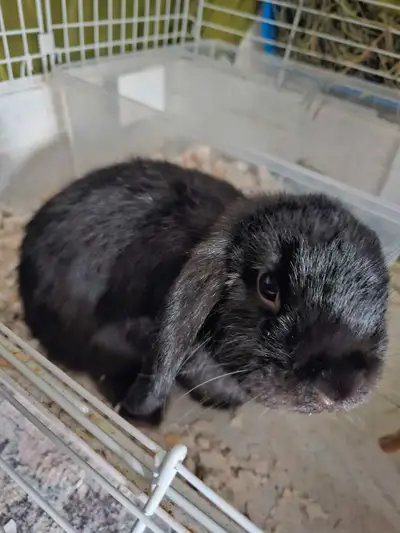 J’ai une petite louloute a faire adopter, je souhaite lui offrir une nouvelle famille plutôt que de...