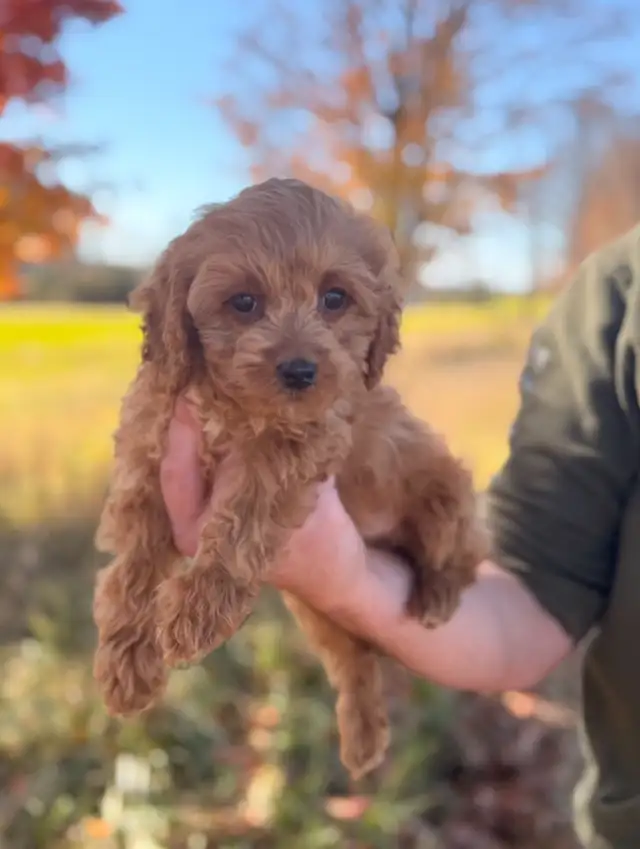 Mini goldendoodle puppies | Dogs & Puppies for Rehoming | Kitchener ...