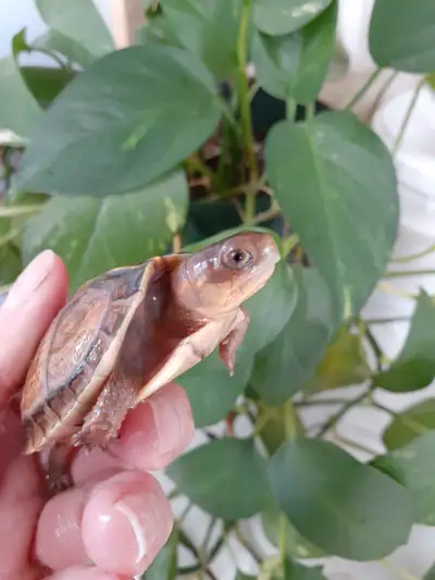 Turtles   *ON SALE*, View more