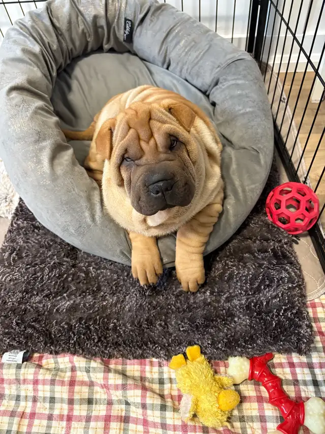 Chinese Shar Pei puppies in Dogs & Puppies for Rehoming in St. Catharines - Image 7