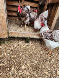 Blue laced red wyandotte 