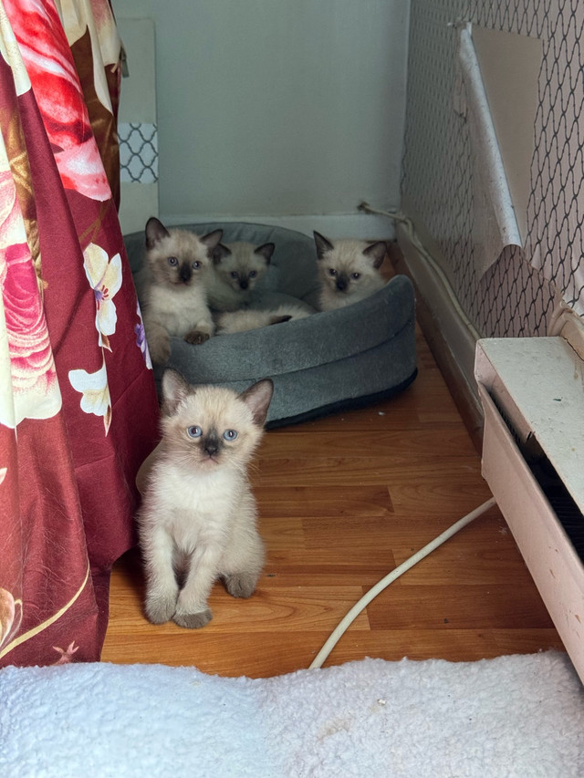 chaton siamois a vendre (Reste Que 2 femelle et male dans Chats et chatons à adopter  à Longueuil/Rive Sud - Image 3