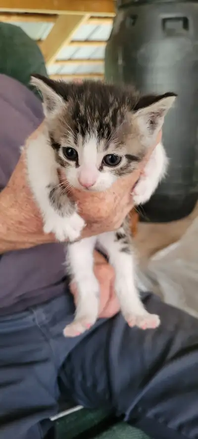 Kittens for rehoming. Please contact, View more
