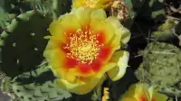 Eastern Prickly Pear Cactus Cuttings