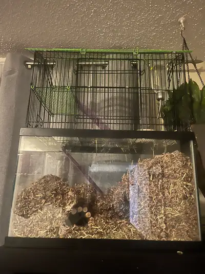 White male gerbil, View more