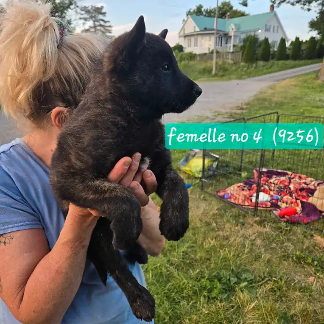 Dutch Shepherd Berger Hollandais Registered in Dogs & Puppies for Rehoming in Laval / North Shore - Image 4