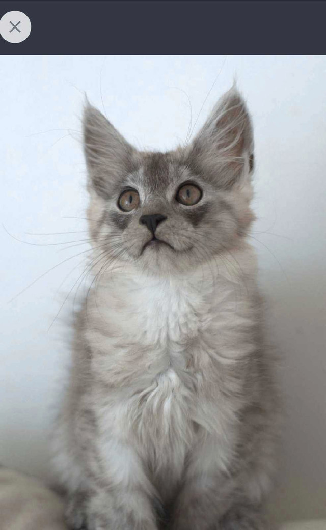 European Mainecoon  in Cats & Kittens for Rehoming in Bedford