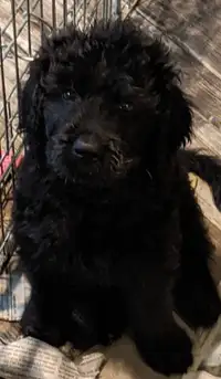 Beautiful Black Goldendoodle Puppy Sale - OBO