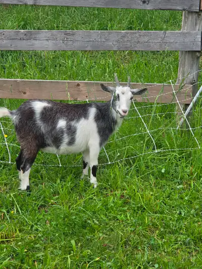 Nigerian goat. In milk, View more