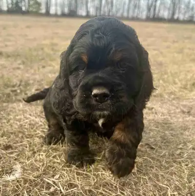 Beautiful American Cocker Spaniel Puppies looking for loving homes. Please read the whole ad before...