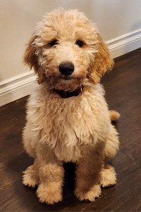 Standard Goldendoodle that sleeps all night!