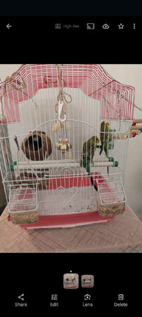 Pire of budgie with cage ,food and toys  ONLY 120$