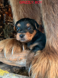 Charming Yorkshire Terriers