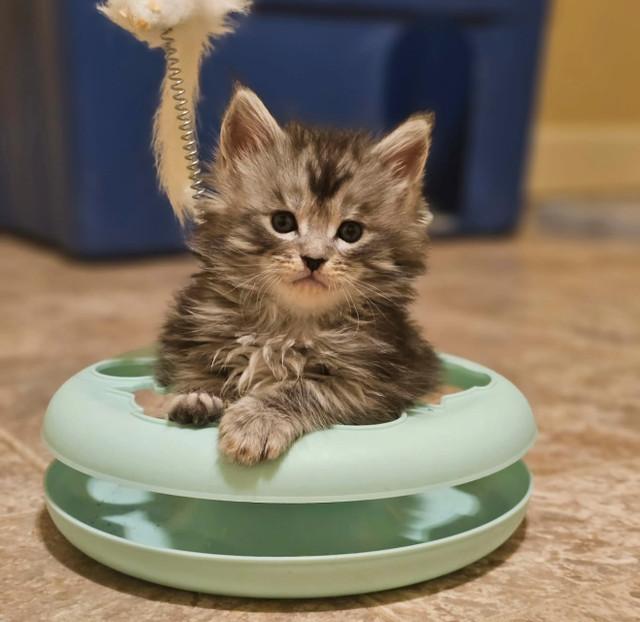 Maine Coon Kittens Ready To Go (Pedigree) in Cats & Kittens for Rehoming in Vancouver - Image 2