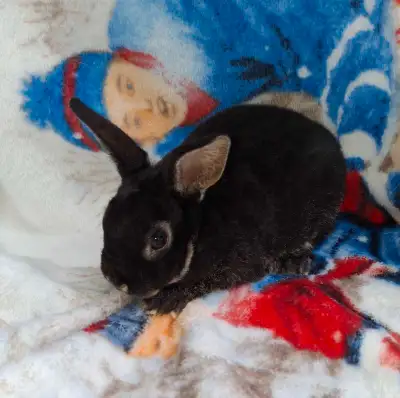Dwarf Mini Rex Bunny, six weeks old, View more