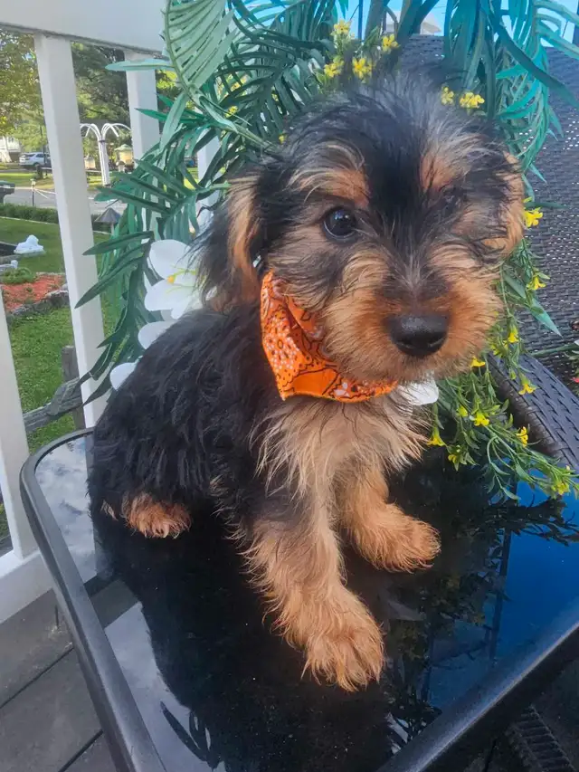 Magnifique yorkshire pure race *** personne  serieuse*** in Dogs & Puppies for Rehoming in City of Montréal - Image 7