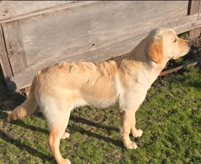 Urgently look for a forever home, View more