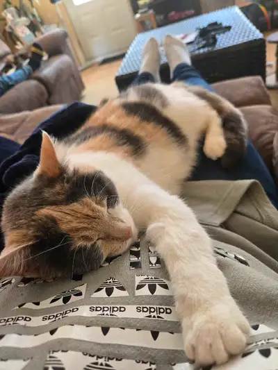 Belle et douce chatte d'Espagne 3 ans. Très affectueuse, d,intérieur Malheureusement mas chatte plus...