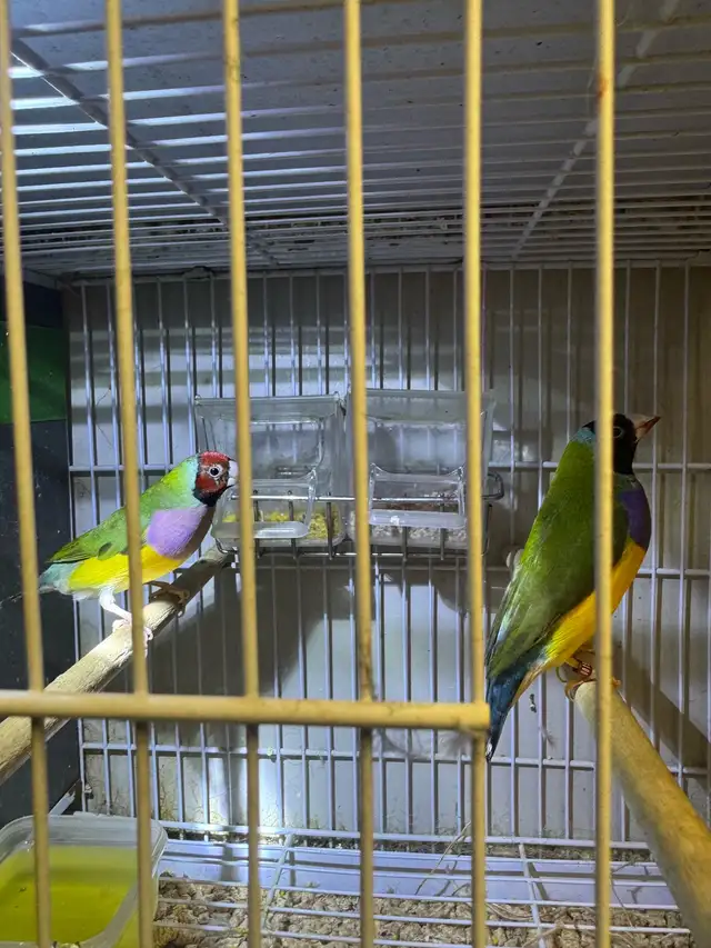 Gouldian finche  in Other in City of Toronto - Image 10