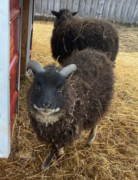 Friendly shetland ram lamb for sale