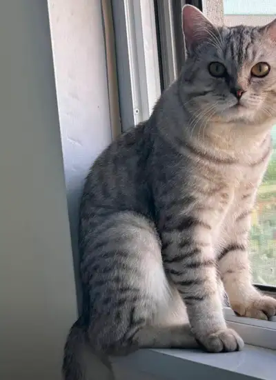 Egyptian Mau + British Short Hair Mixed Male, View more