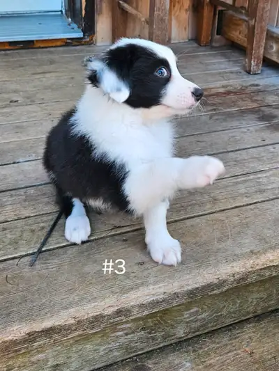 Australian Shepherd Puppies, View more
