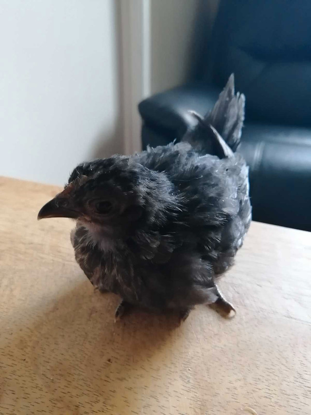 4 poules serama noirs  dans Animaux de ferme  à Laurentides - Image 2