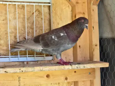 Pigeons for sale with coop, View more