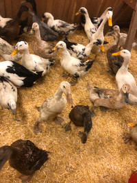 ON HOLD Silver Appleyard ducks (girls) for sale