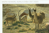 Carte postale d'ISRAËL  "ALPACA  FARM".