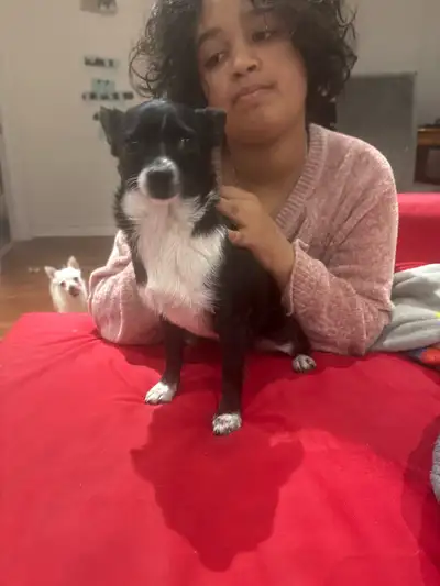 Pomeranian x teacup chihuahua pup, View more