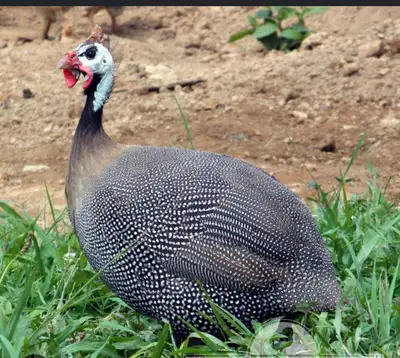 Guinea fowl, View more