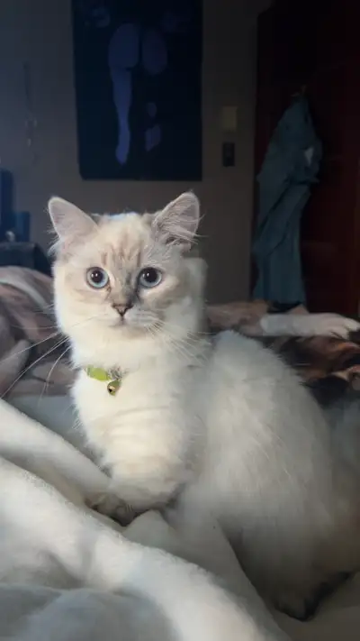 munckin ragdoll kittens, View more