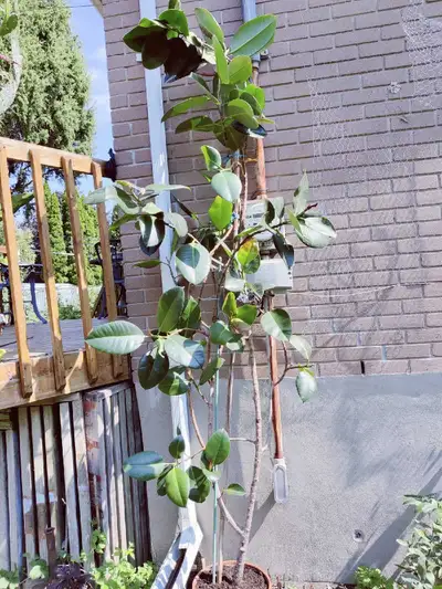 Ficus elastica de 3 m cherche une nouvelle maison Trop grand pour la mienne! À tailler. Cherche quel...