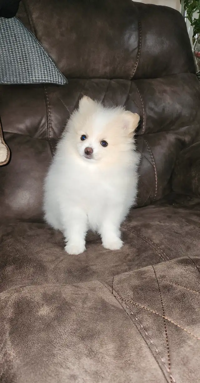 Pure Pomeranian puppies in Dogs & Puppies for Rehoming in Grande Prairie - Image 3