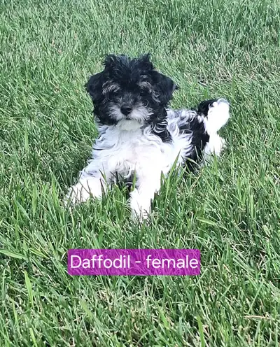 Last Female Yorkiepoo, View more