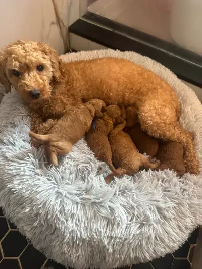 Purebred Toy Poodle Puppies- Reservations Open, View more