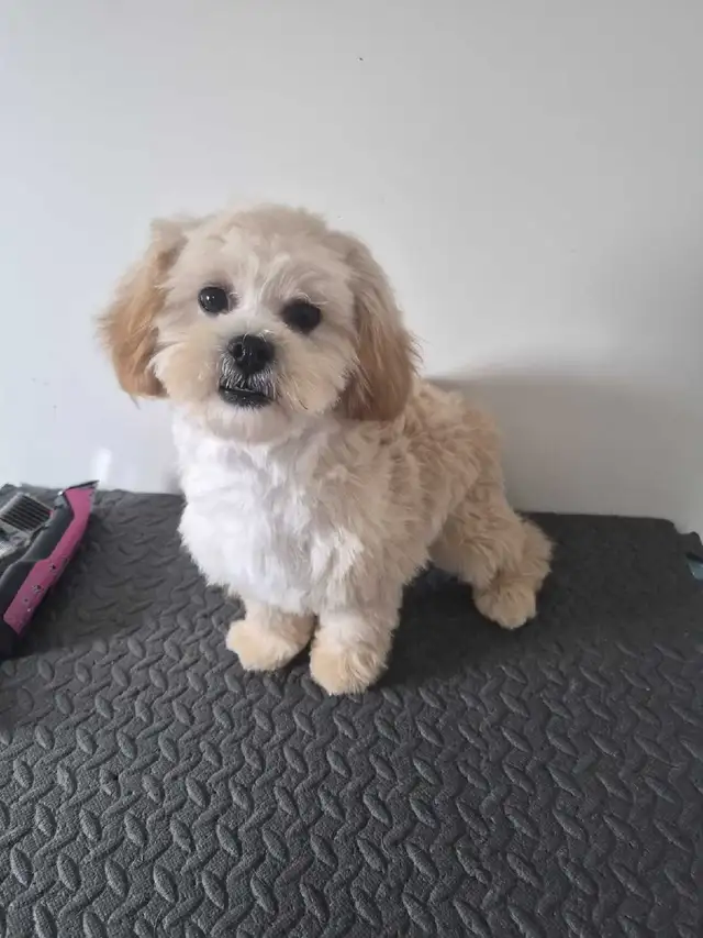 Toy shihtzu poodle..Only one puppy left in Dogs & Puppies for Rehoming in Winnipeg - Image 4