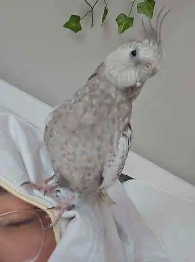 Whitefaced Pearl Cockatiel $1100, View more