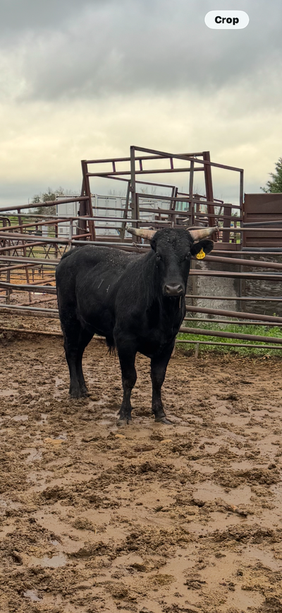 Bull For Sale, View more