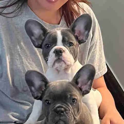 Female French bulldog  14 weeks olds in Dogs & Puppies for Rehoming in Markham / York Region - Image 2
