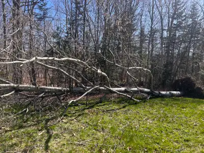 Free wood with your own saw, View more